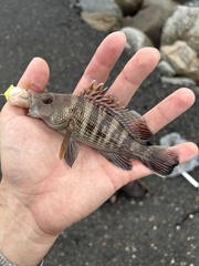 Centropristis striata