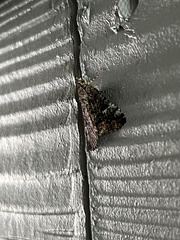 Eubolina impartialis