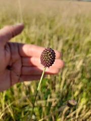 Eryngium sanguisorba