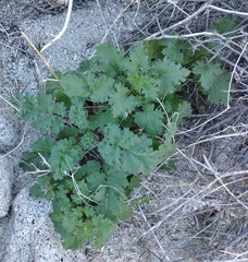 Phacelia pedicellata