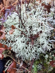 Pseudevernia consocians