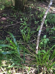 Carex stipata var. maxima image