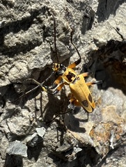 Chauliognathus transversus