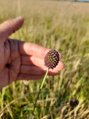 Eryngium sanguisorba