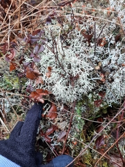 Pseudevernia consocians