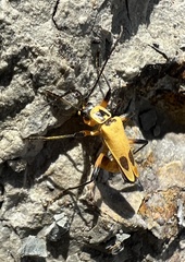 Chauliognathus transversus