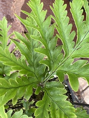 Doryopteris