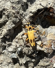 Chauliognathus transversus