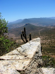 Trichocereus chiloensis