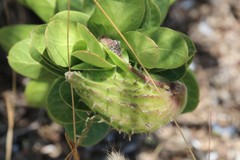 Gomphocarpus cancellatus