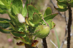 Gomphocarpus cancellatus