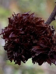 Asphondylia ceanothi