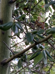 Asphondylia ceanothi