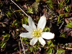 Caltha obtusa