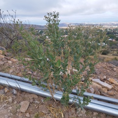 Verbesina sphaerocephala