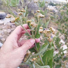 Verbesina sphaerocephala