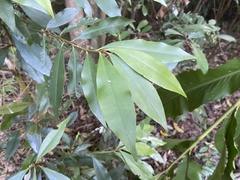 Ardisia quinquegona