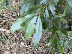 Ardisia quinquegona