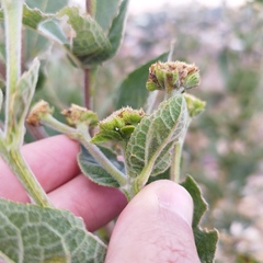 Verbesina sphaerocephala