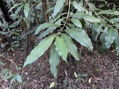 Ardisia quinquegona