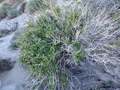 Mirabilis tenuiloba