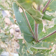 Verbesina sphaerocephala