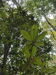 Eriobotrya japonica