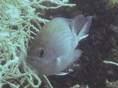 Chromis ternatensis