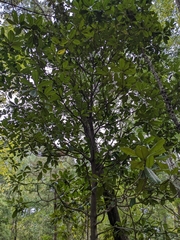Eriobotrya japonica