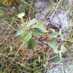 Croton ciliatoglandulifer