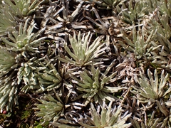 Celmisia sessiliflora