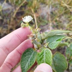 Croton ciliatoglandulifer