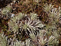 Celmisia sessiliflora