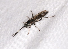 Coelichneumon eximius