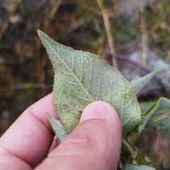 Croton ciliatoglandulifer
