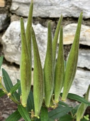 Asclepias tuberosa
