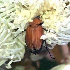 Phyllotocus ruficollis