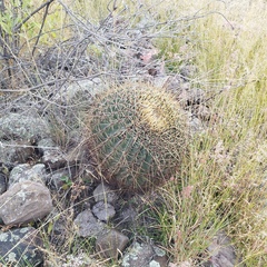 Ferocactus histrix