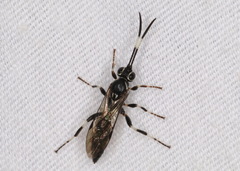 Coelichneumon eximius