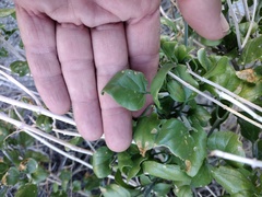 Mirabilis tenuiloba