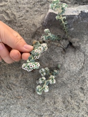 Euphorbia leucophylla