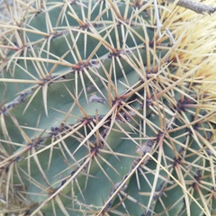 Ferocactus histrix