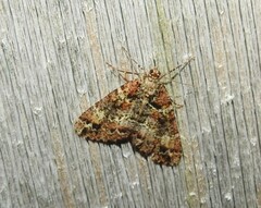 Pseudocoremia productata