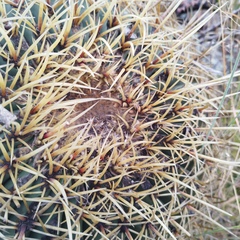 Ferocactus histrix