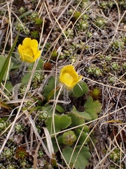 Ranunculus multiscapus