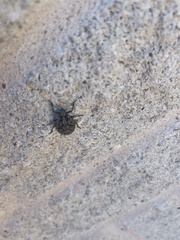 Brochymena