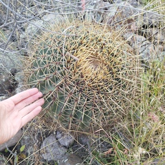 Ferocactus histrix