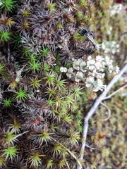 Cladonia pleurota