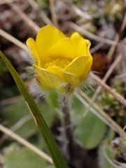 Ranunculus multiscapus