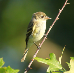 Empidonax minimus
